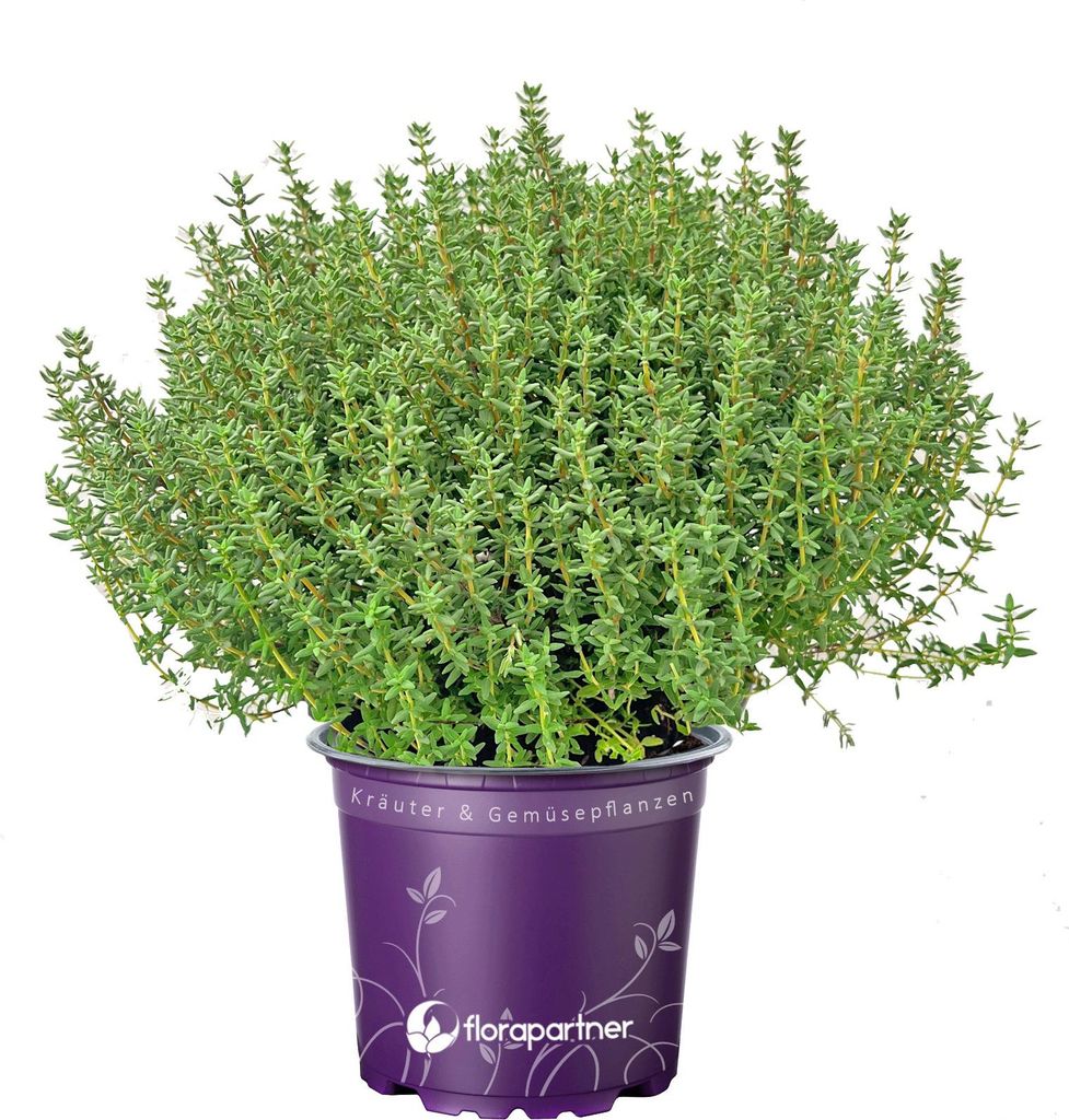 Italienischer XL - Thymian Pflanze - Thymus vulgaris Produktbild 