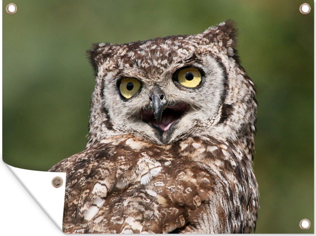 MuchoWow 40x30 cm Outdoor-Poster Gartendeko Sichtschutz Garten Poster für den Garten Braune Eule mit weit geöffnetem Schnabel