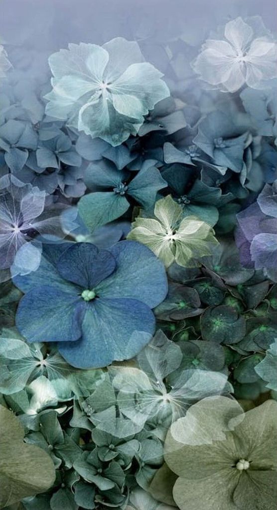 Erismann Fototapete Hortensien Graublau - 661076 - 150 cm x 2.8 m