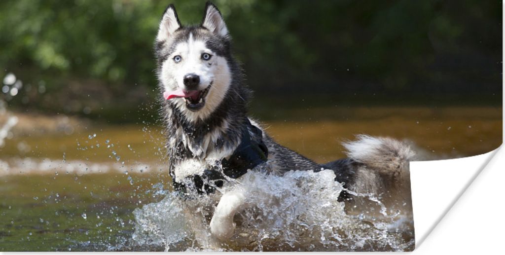 MuchoWow Poster Husky im Wasser 160x80 cm - Foto Poster