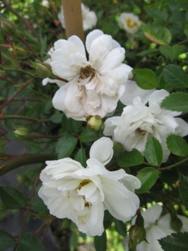 Kletterrose Niagara Falls - Rosa Niagara Falls - weiß - Duft+ - Waterfall-Rose - Ramblerrose