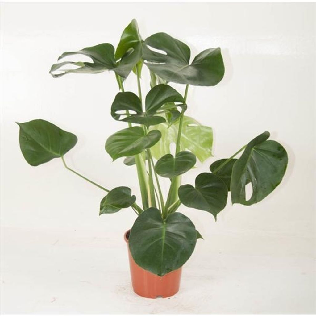 Monstera delicosa 50 cm - Köstliche Fensterblatt - Produktbild 