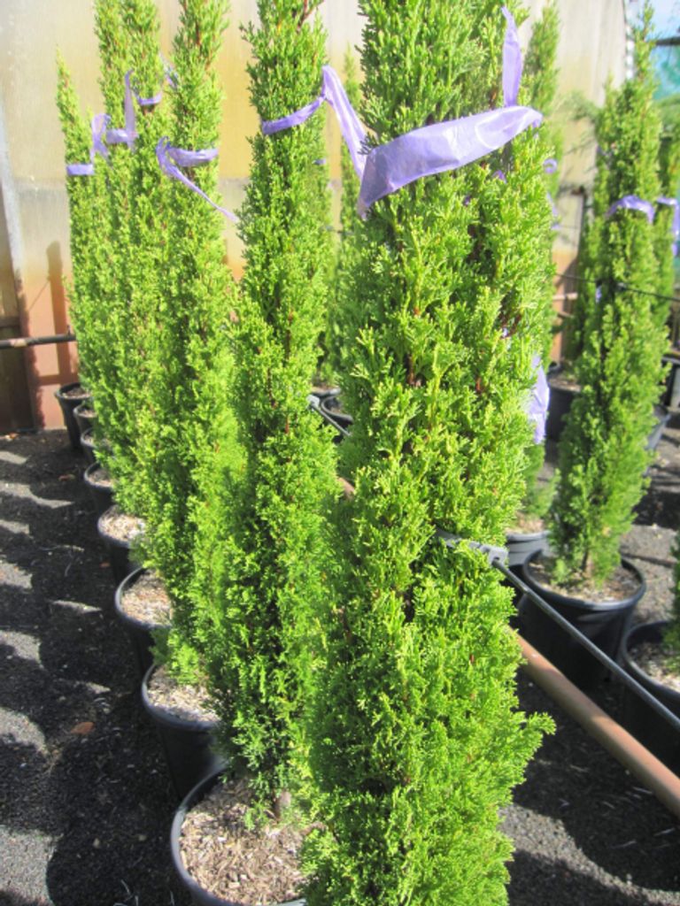 Cupressus sempervirens Totem - Mittelmeerzypresse - 100-125cm