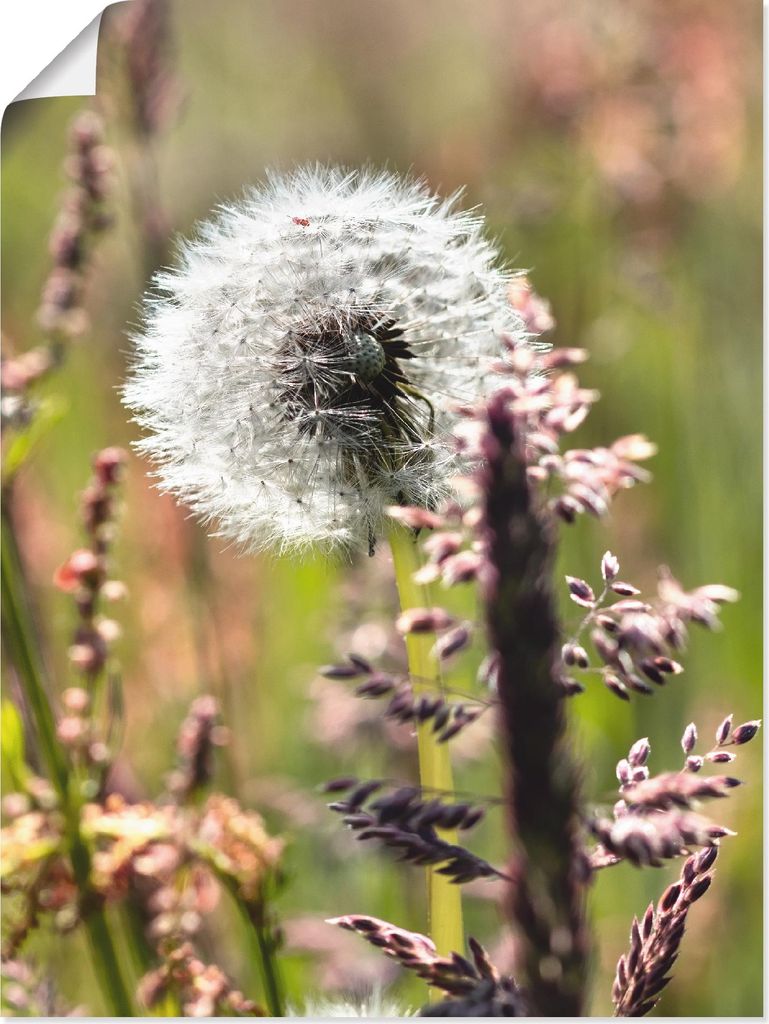 ARTland Poster Pusteblume III Größe: 45x60 cm