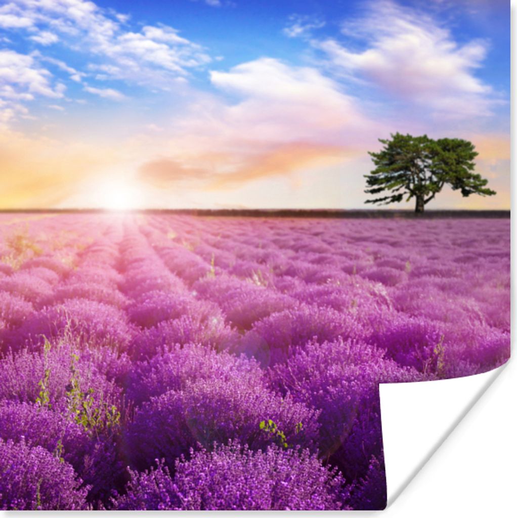 MuchoWow Poster Lavendel - Baum - Sonnenuntergang - Lila 75x75 cm - Wand Dekoration