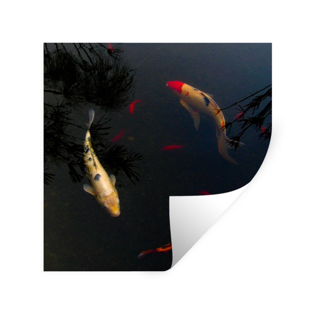 MuchoWow Wandtattoo Wandsticker Wandaufkleber Eine Gruppe von Koi-Karpfen, die im Kreis schwimmen 100x100 cm Selbstklebend und Repositionierbar -...