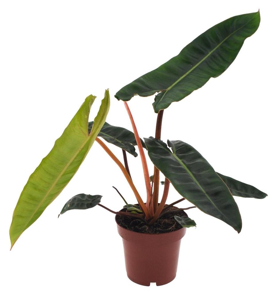 Philodendron Billietiae - 25cm - Ø12cm - Zimmerpflanze - Immergrün