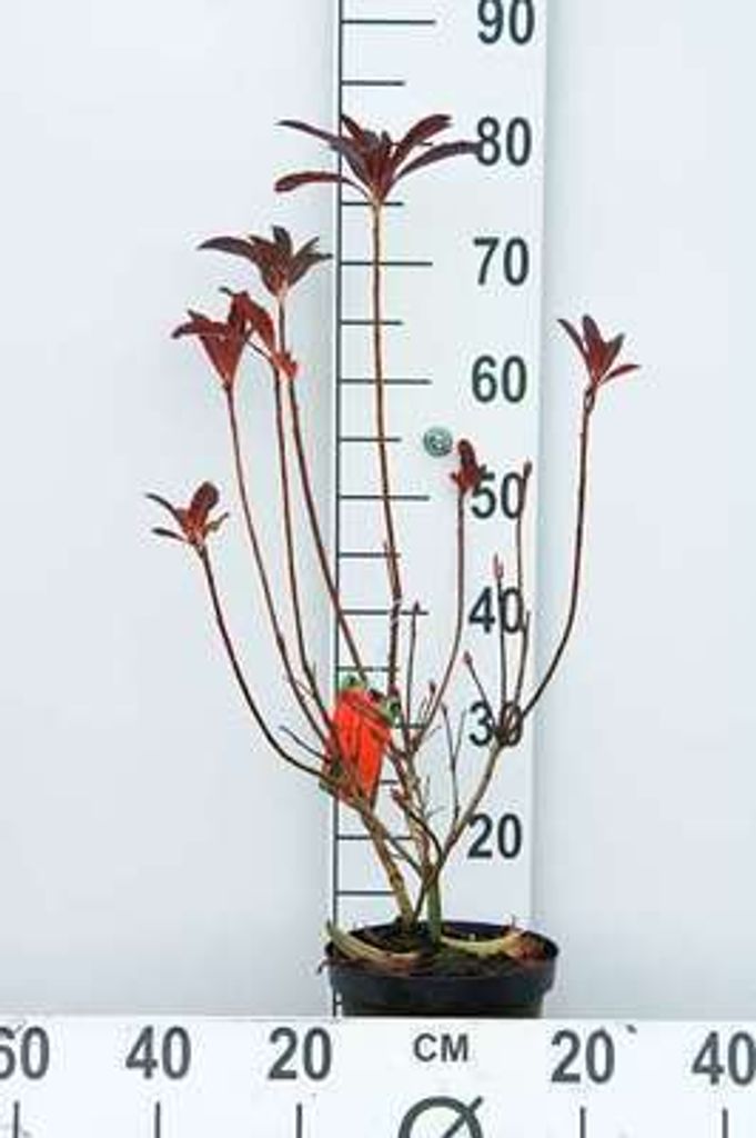 Azalea mollis red - Japanische Azalee 40 - 50 cm - Container