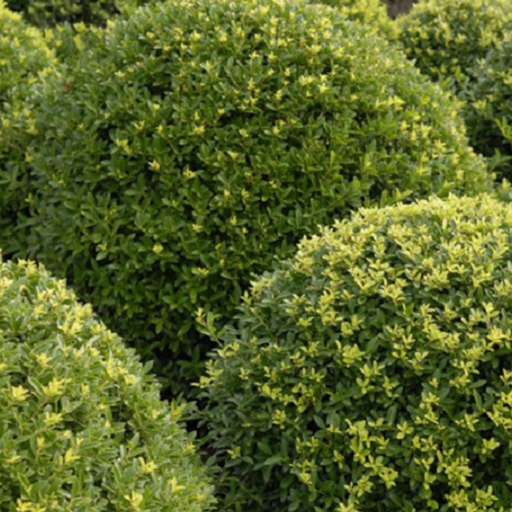 Lžičkový drieň - Ilex Crenata 'Dark Green' - 40-60 cm Obrázok produktu 2