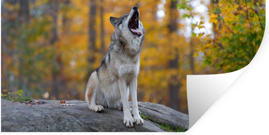 MuchoWow Wandtattoo Wandsticker Wandaufkleber Wolf - Stein - Wald - Herbst 80x40 cm Selbstklebend und Repositionierbar - Aufkleber