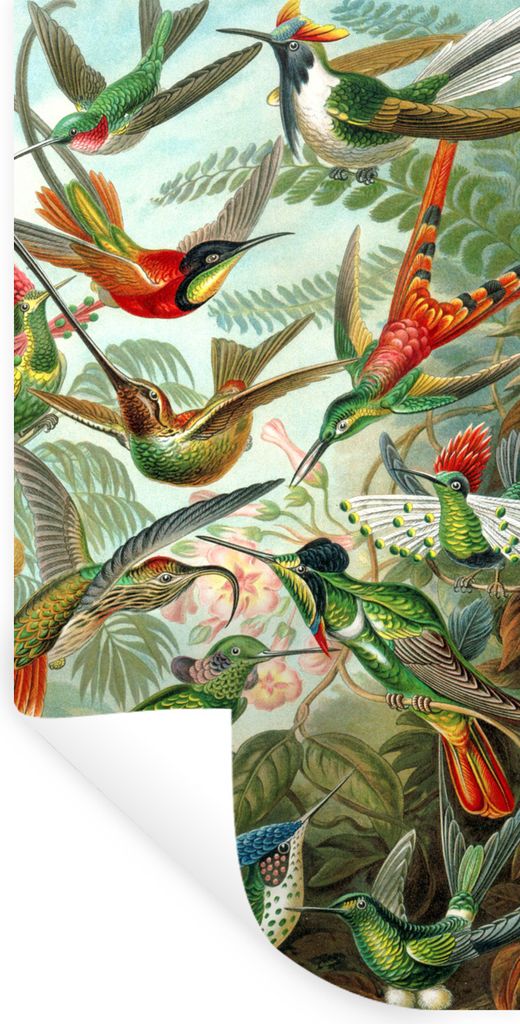 MuchoWow Wandtattoo Wandsticker Wandaufkleber Gestaltung - Kolibri - Natur - Ernst Haeckel 20x40 cm Selbstklebend und Repositionierbar - Selbstkl...