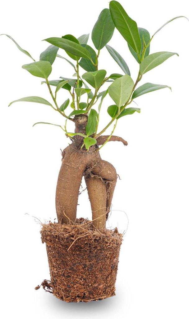 Chinesische Feige Ficus Ginseng Bonsai – Zimmerpflanze Microcarpa Ø6cm – Mini-Bonsai mit markanter Wurzelstruktur