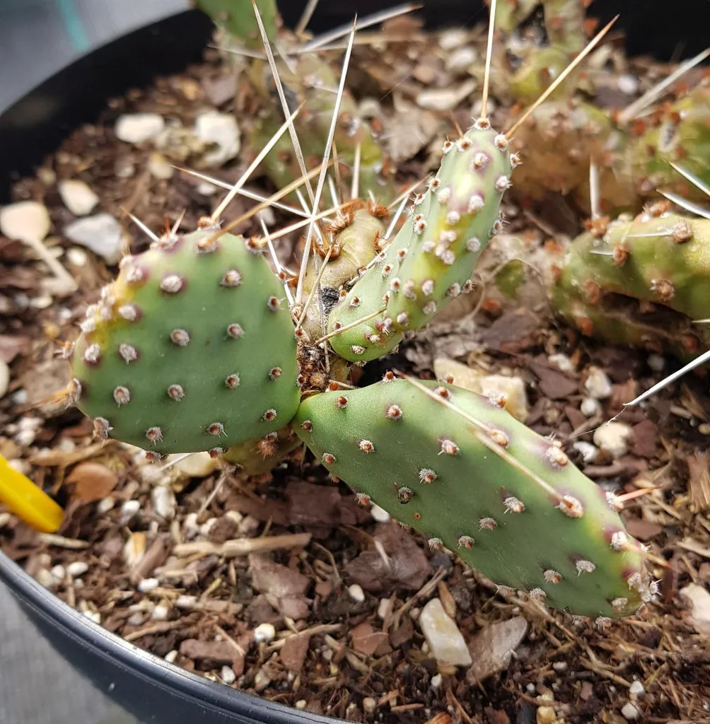 Opuntia phaeacantha camanchica Salmonea Richter - Cactus Rustique