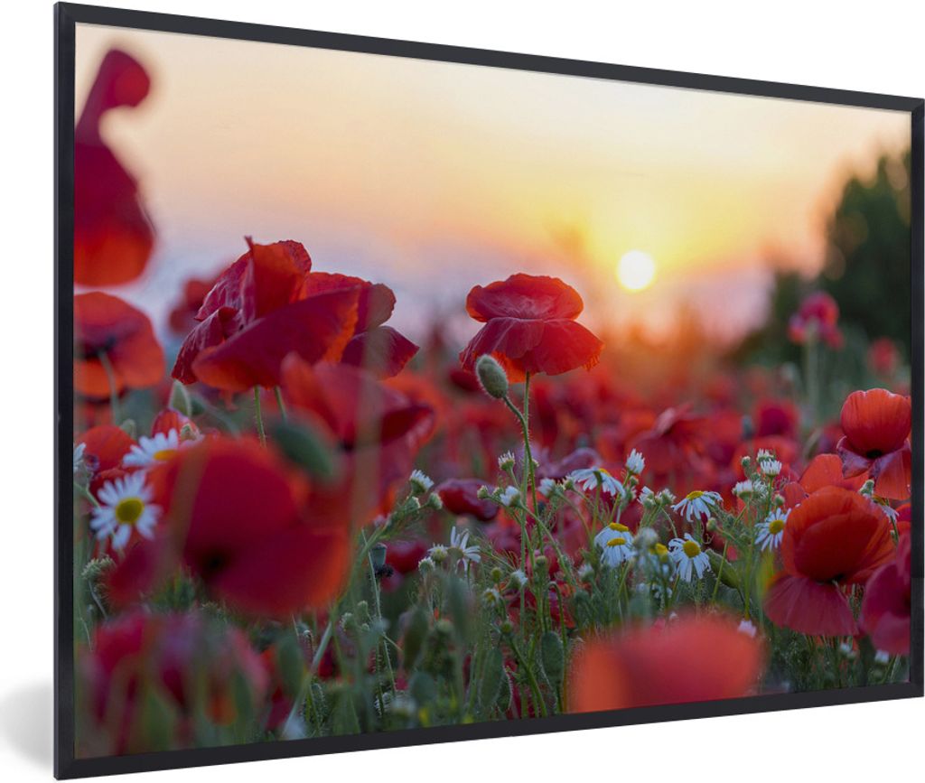 MuchoWow Gerahmtes Poster Landschaft mit Mohnblumen am Morgen 90x60 cm - Poster mit Schwarzem Bilderrahmen Wandposter Rahmen Foto Bilder - Fotora...