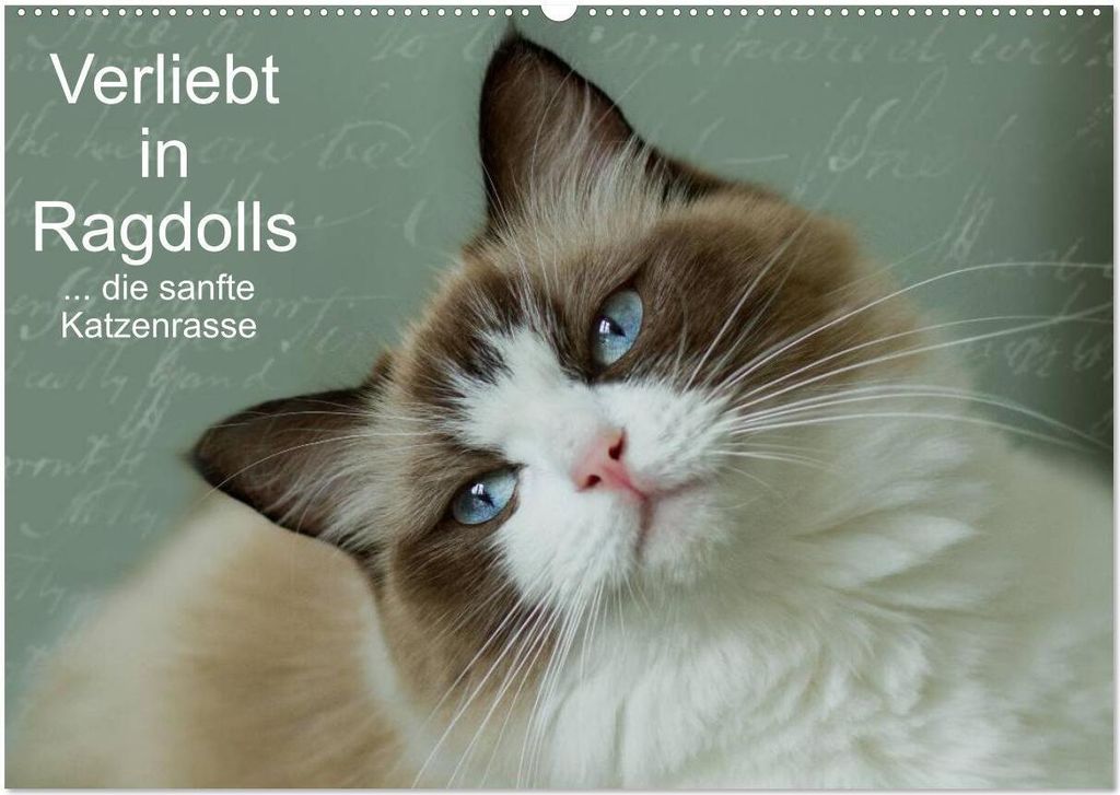 Verliebt in Ragdolls ... die sanfte Katzenrasse (Wandkalender 2026 DIN A2 quer), CALVENDO Monatskalender