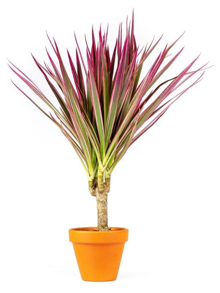 Gardners Dracaena marginata Bicolor, průměr 11 cm Obrázek produktu 