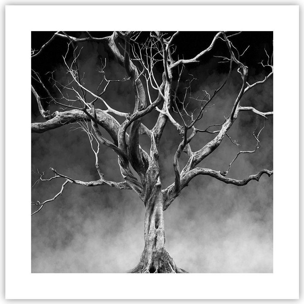 Poster - Poster ohne Rahmen - Schwarzweiß Äste Rauch - 40x40 cm - Wand Bild - Wanddeko - Wandbilder - Kunstposter - Wandposter - Bilder - Kunstdr...