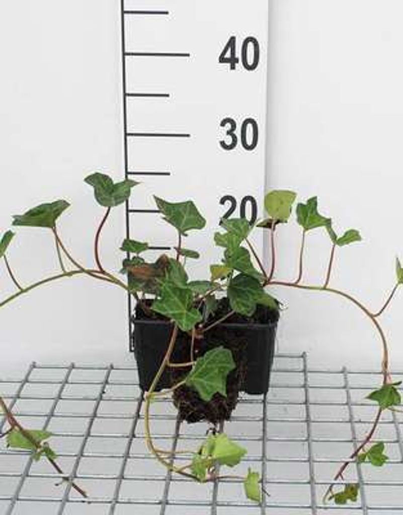 12 x Hedera hibernica - Irischer Efeu - Topf 9 cm x 9 cm