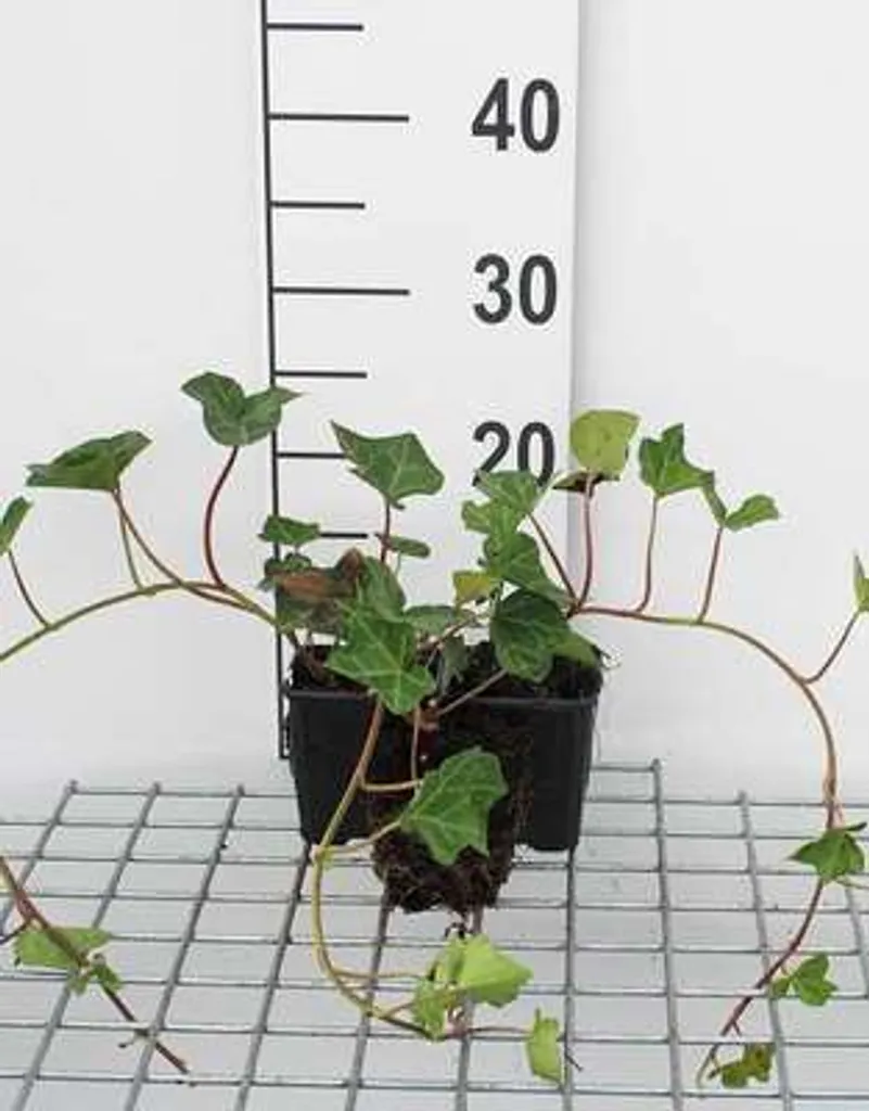 Lot de 12 Hedera hibernica Lierre d'Irlande en Godets de 9x9 cm