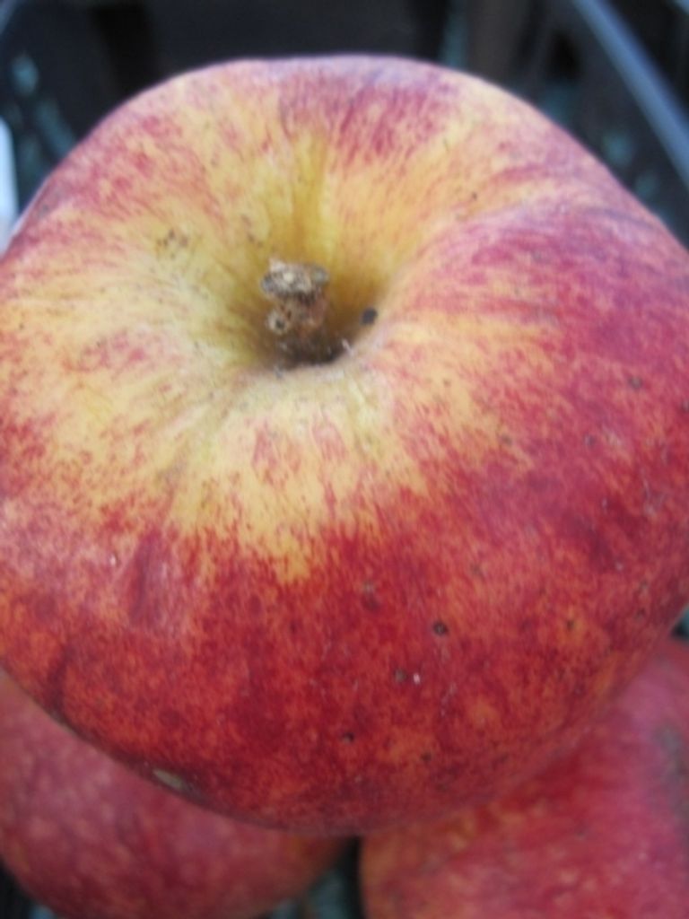 Malus Schöner aus Bath - Sommerapfel Schöner aus Bath