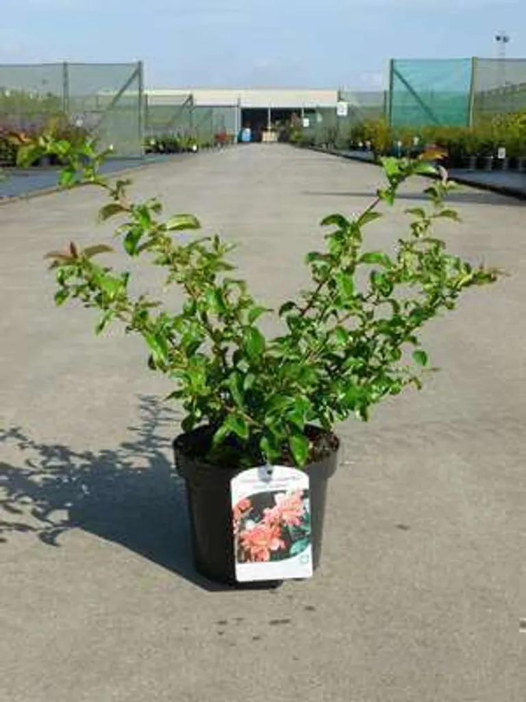 Chaenomeles sup. Texas Scarlet - Coing d'ornement japonais 30-40 cm