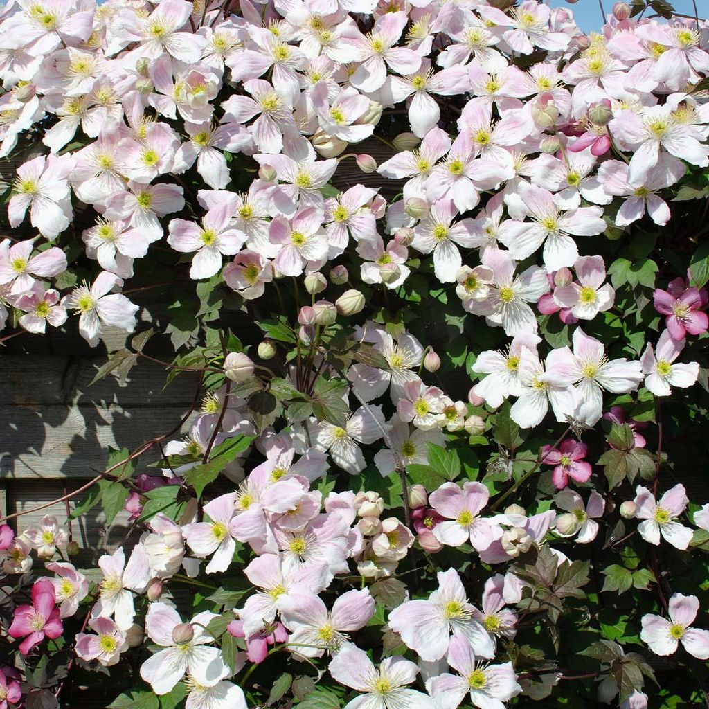 Bloomique - 2er-Set - Clematis Montana Tetrarose - Waldrebe - Rosa - Kletterpflanzen - Gartenpflanzen - Winterhart - 50-70 cm Hoch - Topf 15 cm