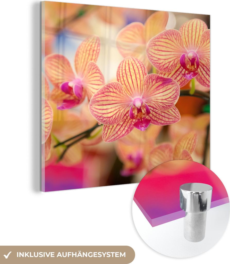 MuchoWow Glasbilder - Bilder auf Wandbild - Foto auf Glas Pflanze - Orchidee - Blumen - Rosa - Flora 50x50 cm Wanddekoration aus Glas - Acrylglasbi...