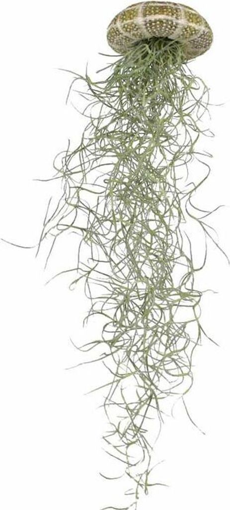 Seeigel Gehäuse grün ca. 5cm | Seeigelgehäuse | Produktbild 