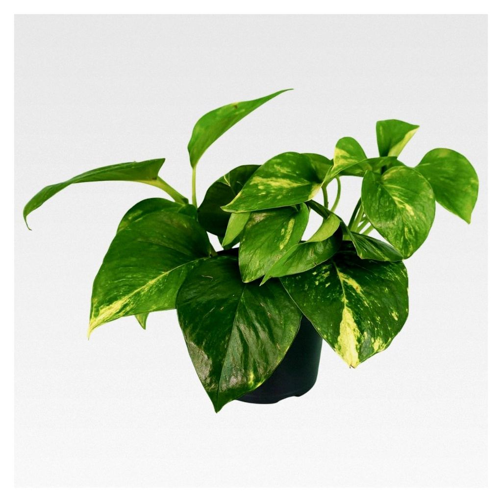 Efeutute (Epipremnum aureum) – pflegeleichte Hängepflanze – gelbgrüne Zimmerpflanze im Topf Ø 12 cm