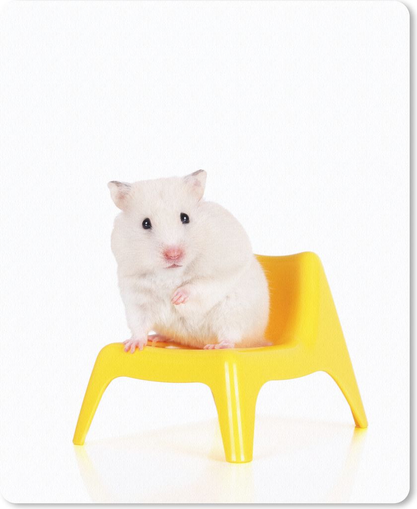 MuchoWow Mauspad Mousepad Weißer Hamster auf einem gelben Stuhl 19x23 cm - Mousepads - Maus Mat - Pad - Mausunterlage - Mauspads - Spielen