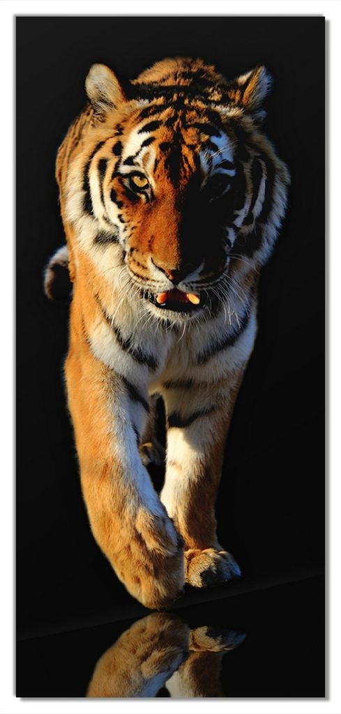 Wallario selbstklebende Türtapete 93 x 205 cm - Laufender Tiger - Abwischbar, rückstandsfrei zu entfernen