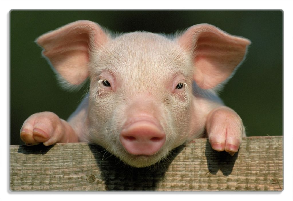 Wallario Frühstücksbrettchen aus Glas 20 x 30 cm mit rutschfesten Füßen, Motiv Süßes Ferkel auf dem Bauernhof in Nahaufnahme