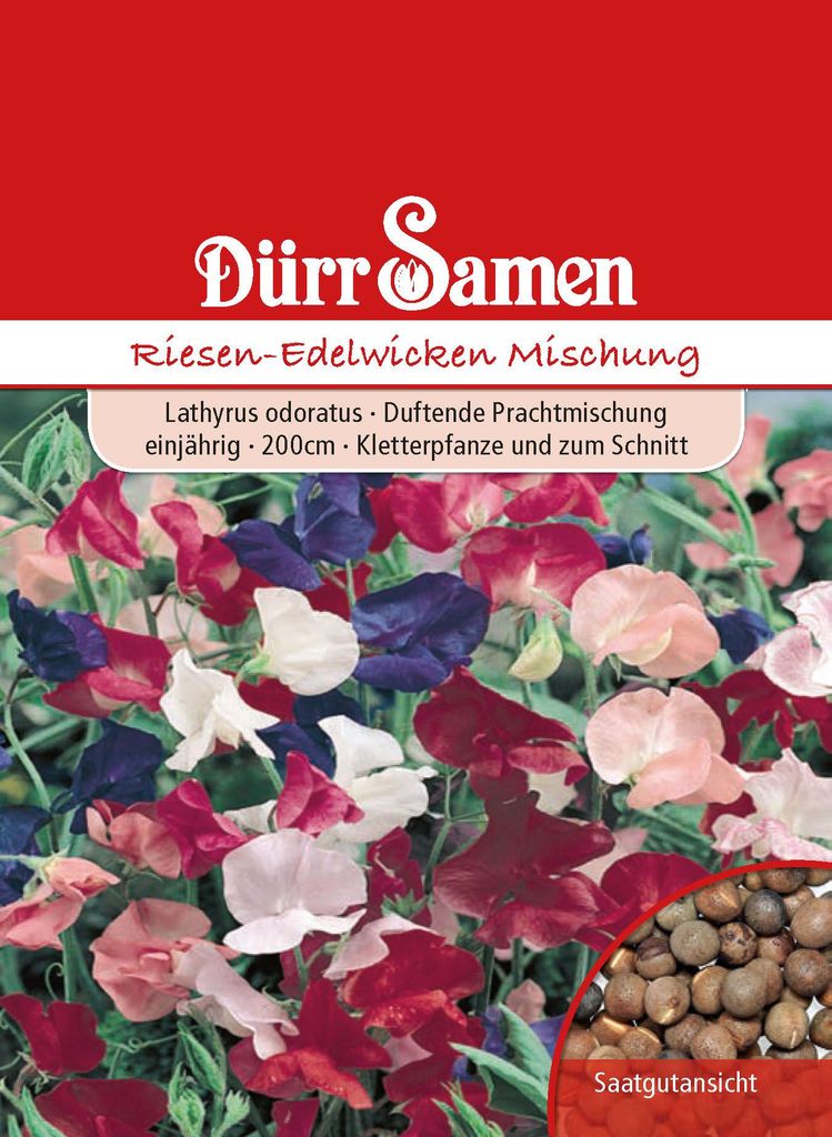 Riesen Edelwicke Mischung | Edelwickensamen von Dürr Samen Produktbild 