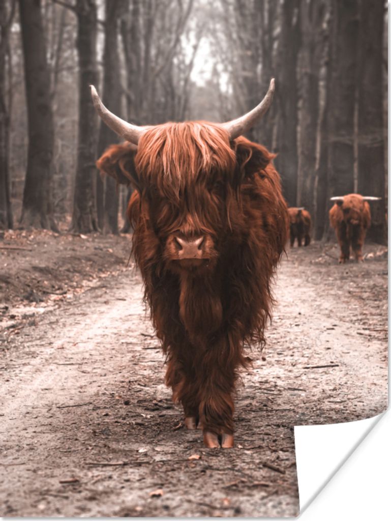 MuchoWow Poster Schottischer Hochländer - Wald - Kuh - Tiere - Natur 30x40 cm - Wandplakat - Poster Kinderzimmer