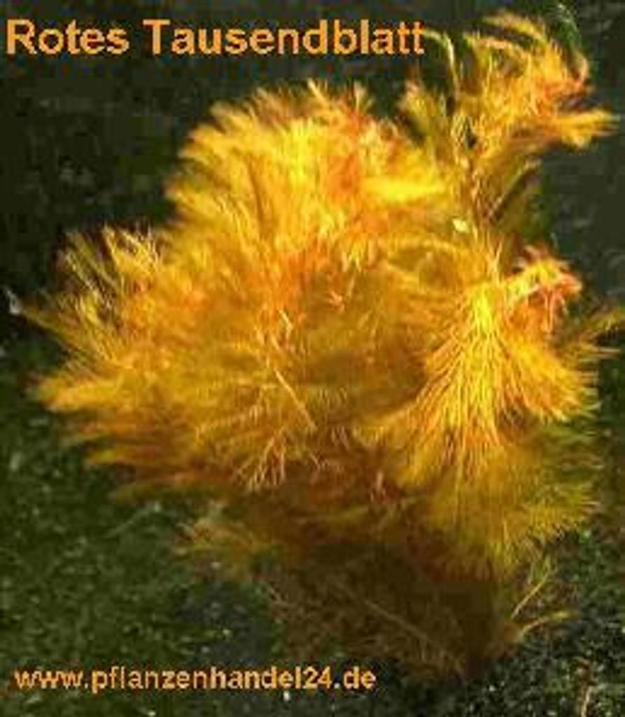 3 Bunde rotes Tausendblatt Myriophyllum