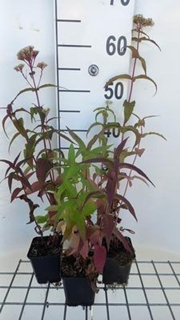 6 x Eupatorium perfoliatum - Wasserdost - Topf 9 x 9 cm