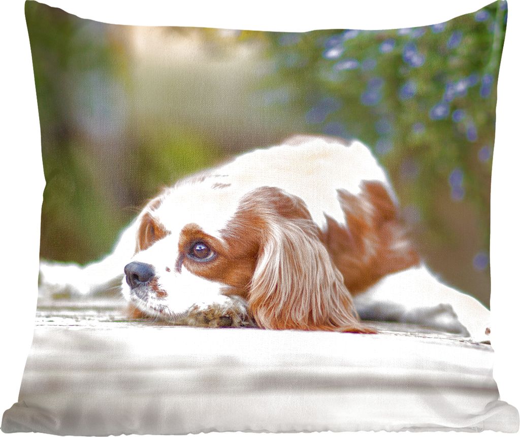 MuchoWow Zierkissen Sofakissen Wohnzimmer Dekokissen 50x50 cm Cavalier King Charles Spaniel auf einem Holztisch liegend - Komfort - Sofakissen