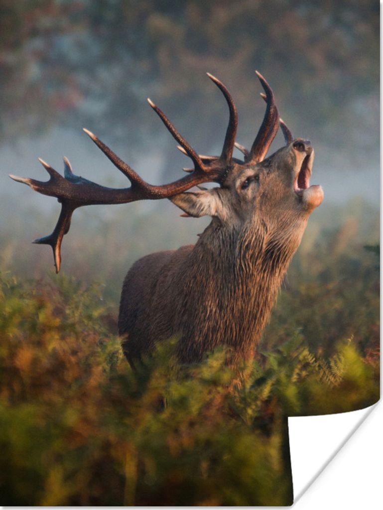 MuchoWow Poster Hirsche - Geweihe - Pflanzen - Herbst 120x160 cm - Wandbilder