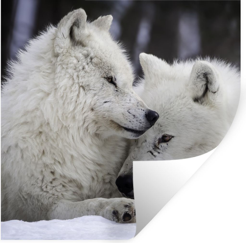 MuchoWow Wandtattoo Wandsticker Wandaufkleber Wölfe - Schnee - Familie 50x50 cm Selbstklebend und Repositionierbar - Selbstklebend - Fototapeten