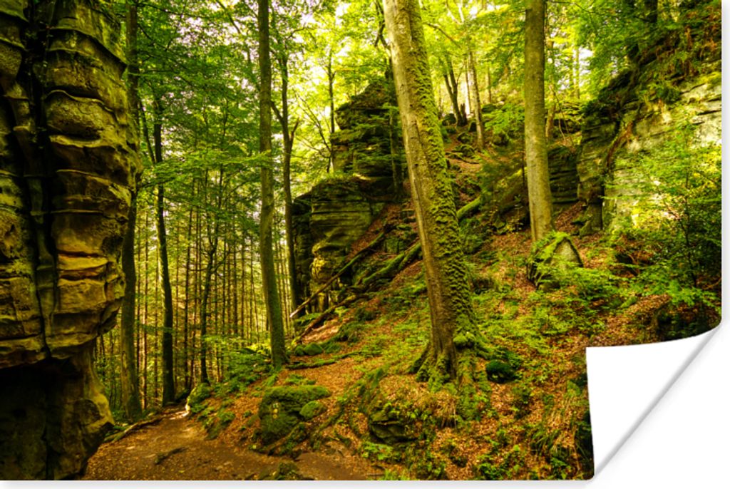 MuchoWow Poster Bäume - Stein - Wald - Natur - Pflanzen 60x40 cm - Schlafzimmerdekoration
