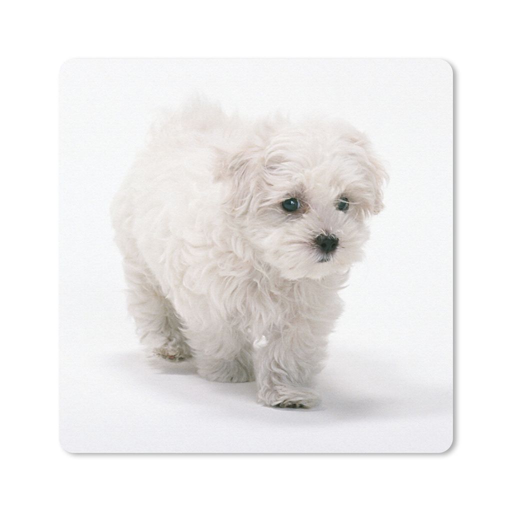 MuchoWow® Mauspad Mousepad Niedlicher kleiner Malteserhund Produktbild 