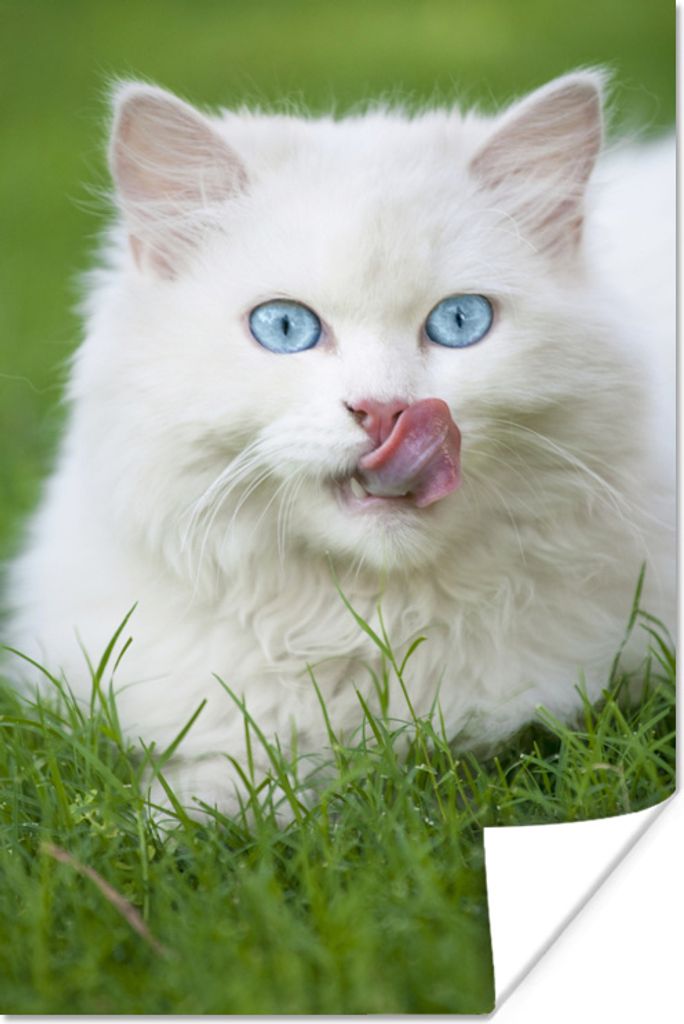 MuchoWow Poster Perserkatze mit schönen blauen Augen im grünen Gras 20x30 cm - Papierdruck