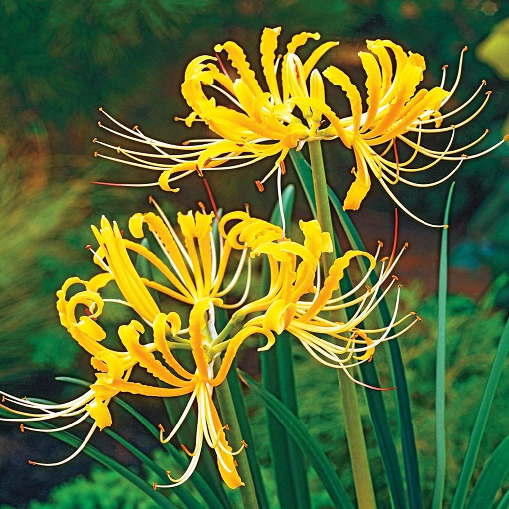 Lycoris Herbstblumenzwiebeln Zwiebel Lilie Lilium Aurea Produktbild 