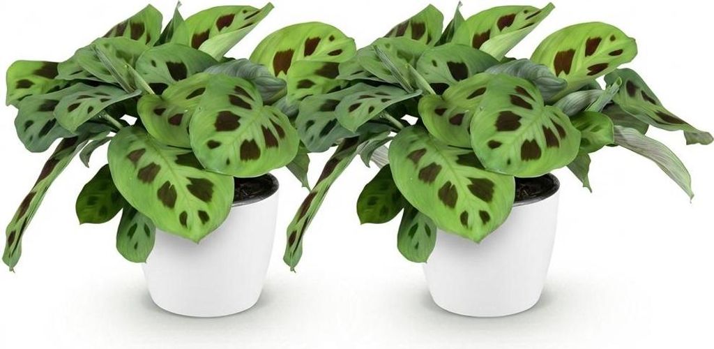 Maranta Fascinator Kerchoveana Ø12cm 25cm 2 Pflanzen Zimmerpflanze mit Topf