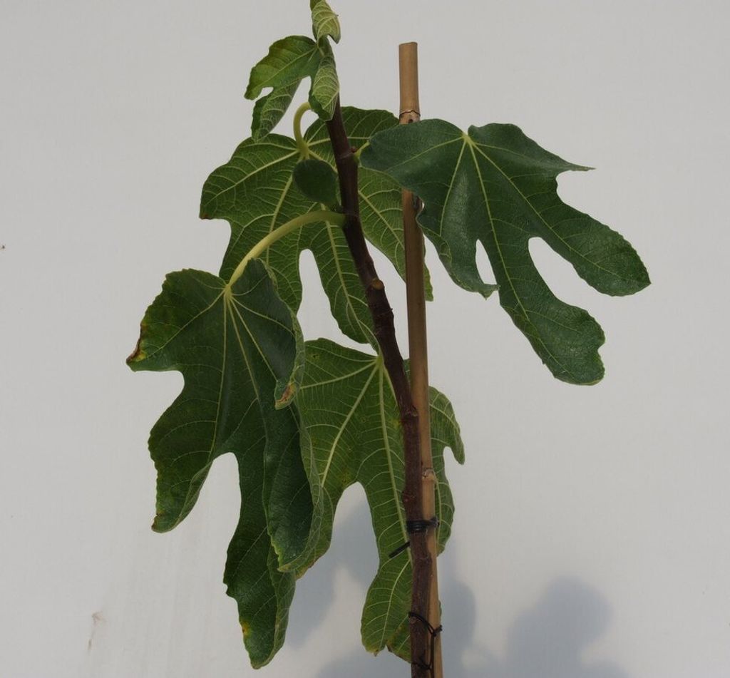 A young fig tree with large, lobed leaves and a thin wooden stake for support, set against a plain white background.