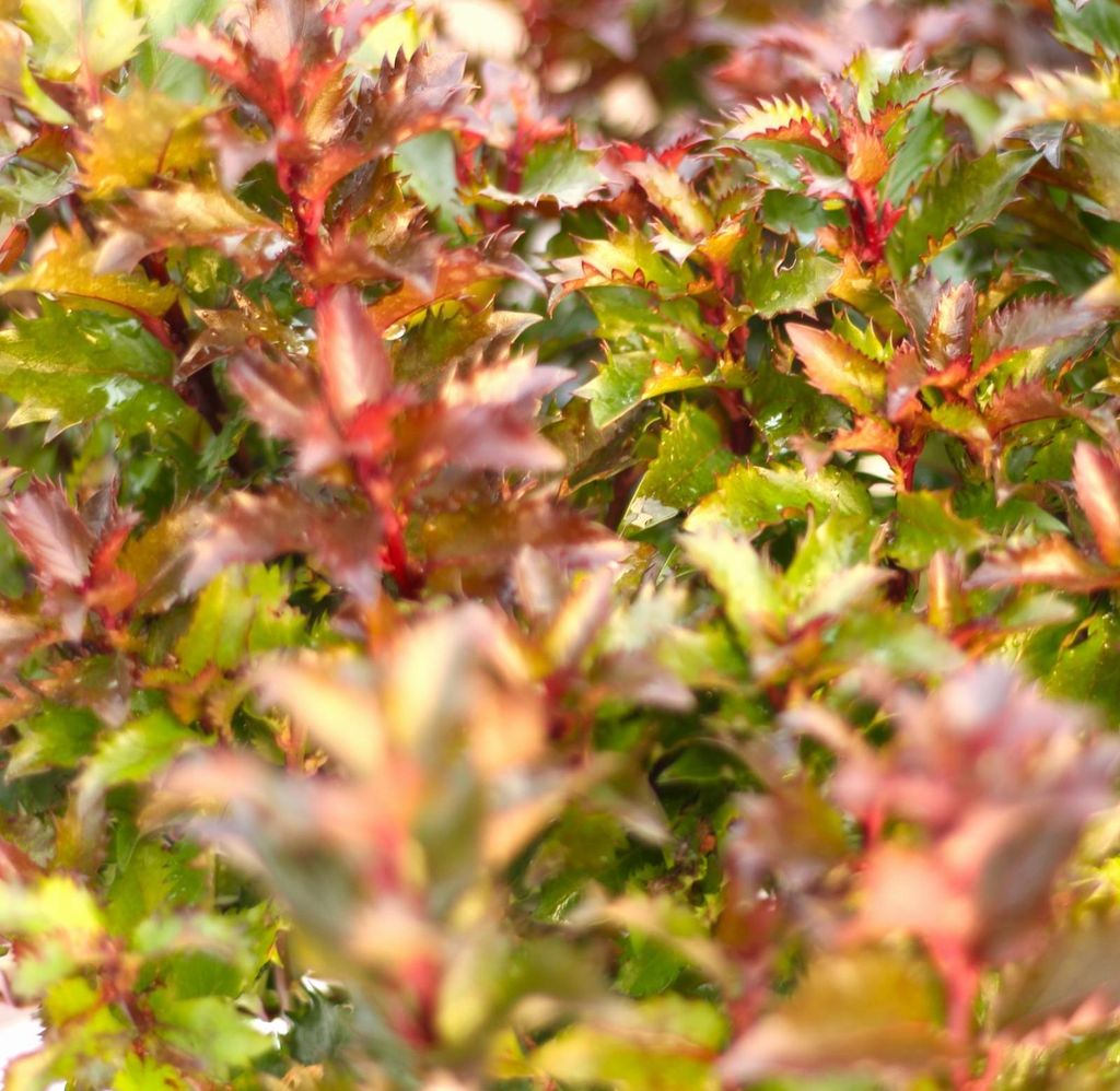 Houx à haute tige Ilex Meserveae Little Rascal compact 60 - Image du produit 
