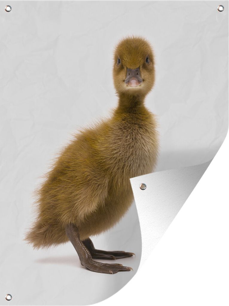 MuchoWow 60x80 cm Outdoor-Poster Gartendeko Sichtschutz Garten Poster für den Garten Baby-Ente schaut in die Kamera