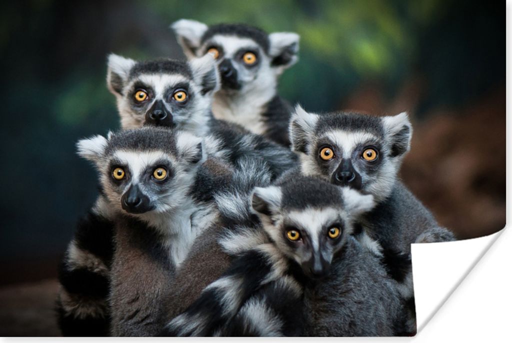 MuchoWow Poster Affen - Tiere - Ringelschwanzlemuren 180x120 cm - Fotoplakat