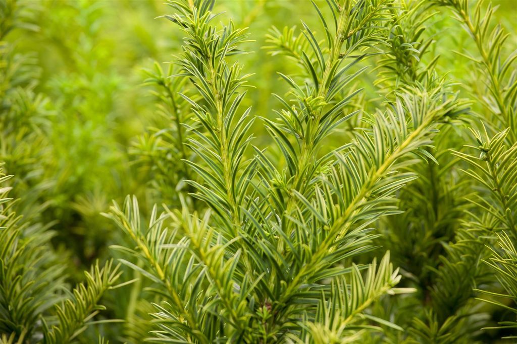 Taxus baccata 'Semperaurea', Gelbe Eibe, 30–40 cm