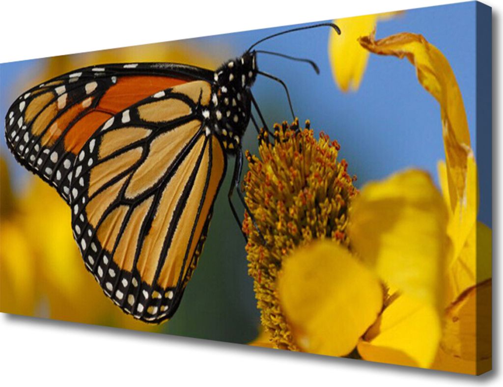 Tulup Leinwand-Bilder 100x50 Wandbild Canvas Kunstdruck Falter Blume Natur